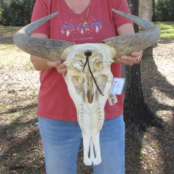 B-Grade African Blue Wildebeest Skull with 21" Horn Spread 
