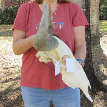 B-Grade African Blue Wildebeest Skull with 21" Horn Spread 