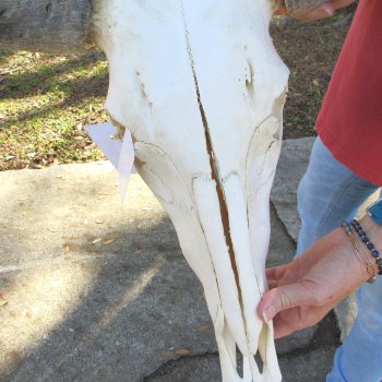B-Grade African Blue Wildebeest Skull with 21" Horn Spread 