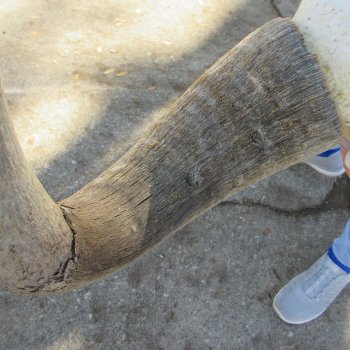 B-Grade African Blue Wildebeest Skull with 21" Horn Spread 