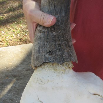 B-Grade African Blue Wildebeest Skull with 21" Horn Spread 