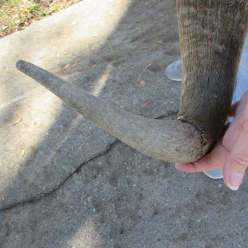 B-Grade African Blue Wildebeest Skull with 21" Horn Spread 