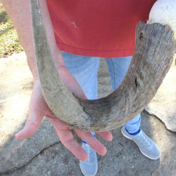 B-Grade African Blue Wildebeest Skull with 21" Horn Spread 