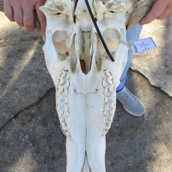 B-Grade African Blue Wildebeest Skull with 21" Horn Spread 