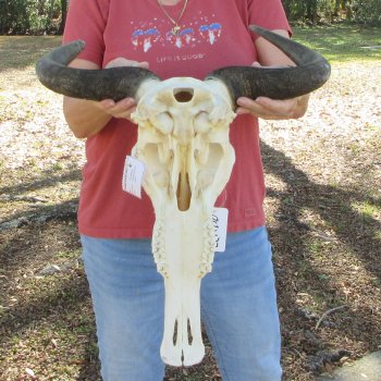 B-Grade African Blue Wildebeest Skull with 19" Horn Spread 