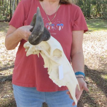 B-Grade African Blue Wildebeest Skull with 19" Horn Spread 