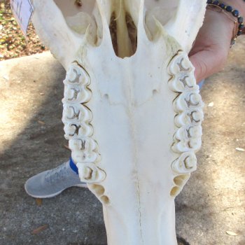 B-Grade African Blue Wildebeest Skull with 19" Horn Spread 
