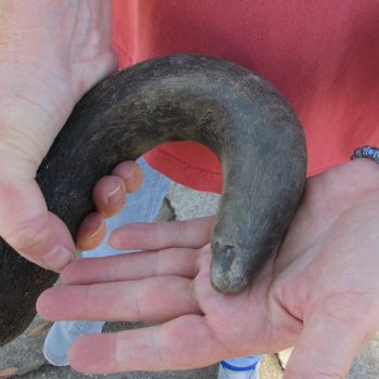 B-Grade African Blue Wildebeest Skull with 19" Horn Spread 