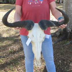African Blue Wildebeest Skull with 26" Horn Spread 
