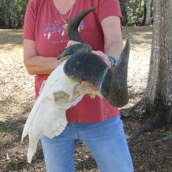African Blue Wildebeest Skull with 26" Horn Spread 