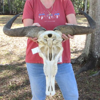 African Blue Wildebeest Skull with 26" Horn Spread 
