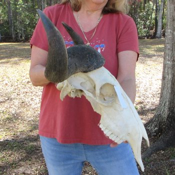 African Blue Wildebeest Skull with 26" Horn Spread 