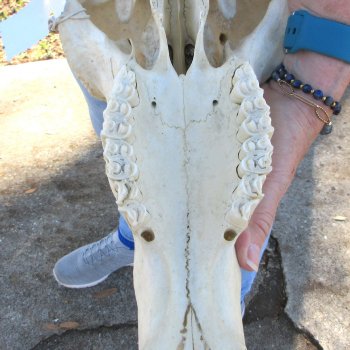 African Blue Wildebeest Skull with 26" Horn Spread 