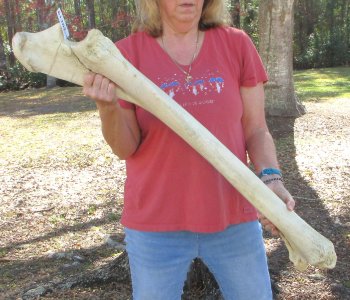 41" Giraffe Radius Leg Bone 