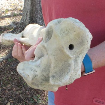 41" Giraffe Radius Leg Bone 