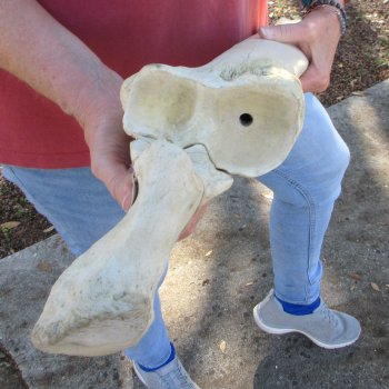 41" Giraffe Radius Leg Bone 