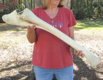 37" Giraffe Radius Leg Bone 