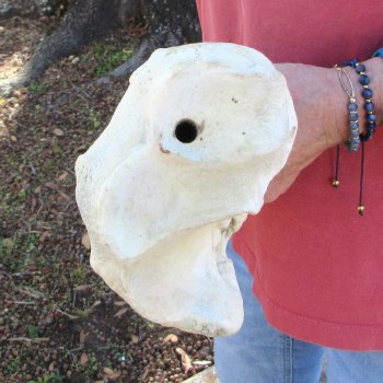 37" Giraffe Radius Leg Bone 