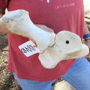 37" Giraffe Radius Leg Bone 