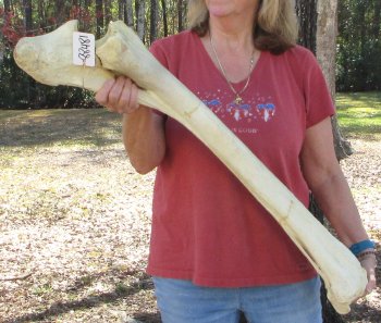 38" Giraffe Radius Leg Bone 