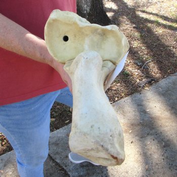 38" Giraffe Radius Leg Bone 
