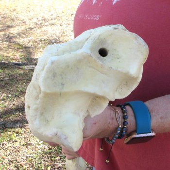 38" Giraffe Radius Leg Bone 