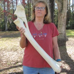 37" Giraffe Radius Leg Bone 