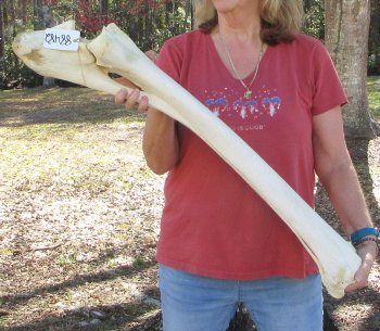 37" Giraffe Radius Leg Bone 