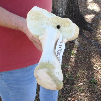 37" Giraffe Radius Leg Bone 