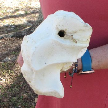 37" Giraffe Radius Leg Bone 