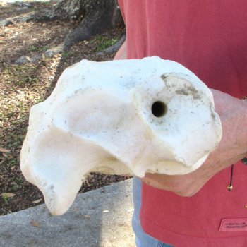 32" Giraffe Radius Leg Bone 