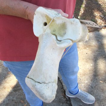 32" Giraffe Radius Leg Bone 