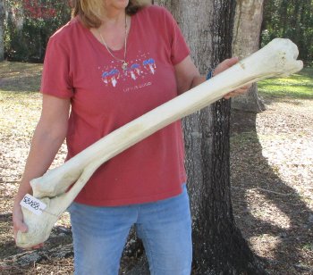 41" Giraffe Radius Leg Bone 