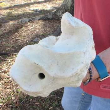 41" Giraffe Radius Leg Bone 