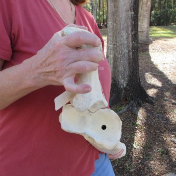 41" Giraffe Radius Leg Bone 