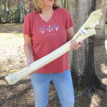 40" Giraffe Radius Leg Bone 