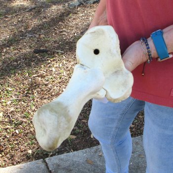 40" Giraffe Radius Leg Bone 