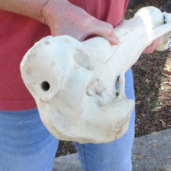 40" Giraffe Radius Leg Bone 