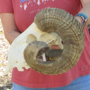 African Merino Ram/Sheep Skull with 28" & 29" Horns