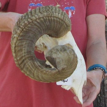 African Merino Ram/Sheep Skull with 28" & 29" Horns