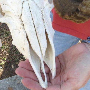 African Merino Ram/Sheep Skull with 28" & 29" Horns