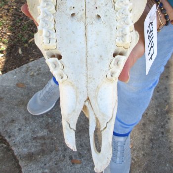 African Merino Ram/Sheep Skull with 28" & 29" Horns