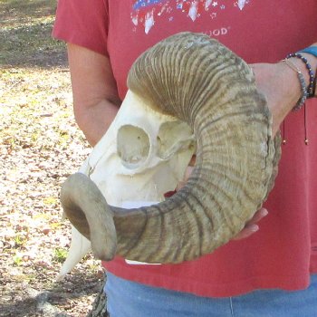 African Merino Ram/Sheep Skull with 31" Horns (Horns Stuck On)