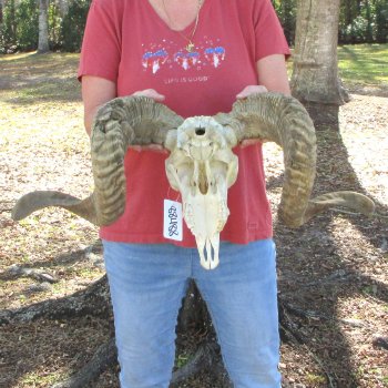 African Merino Ram/Sheep Skull with 31" Horns (Horns Stuck On)