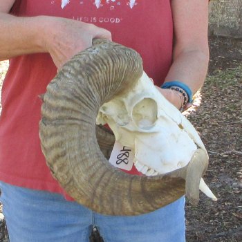 African Merino Ram/Sheep Skull with 31" Horns (Horns Stuck On)