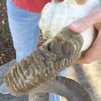 African Merino Ram/Sheep Skull with 31" Horns (Horns Stuck On)