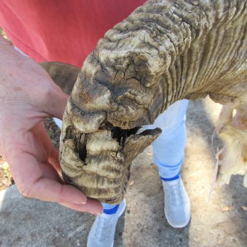 African Merino Ram/Sheep Skull with 31" Horns (Horns Stuck On)