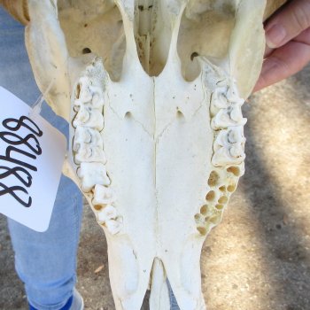 African Merino Ram/Sheep Skull with 31" Horns (Horns Stuck On)