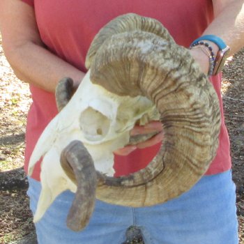 African Merino Ram/Sheep Skull with 31" Horns (Horns Stuck On)