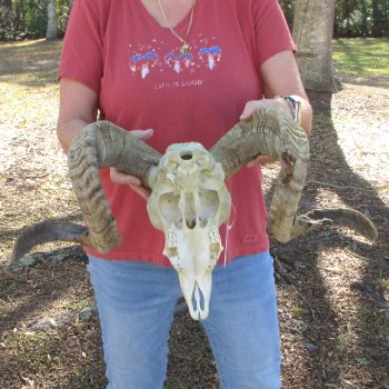 African Merino Ram/Sheep Skull with 31" Horns (Horns Stuck On)